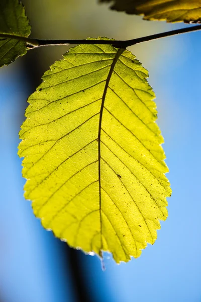 Groene bladeren op blauwe lucht — Stockfoto