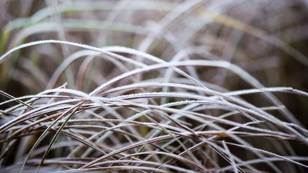 Hierba helada en invierno — Foto de Stock