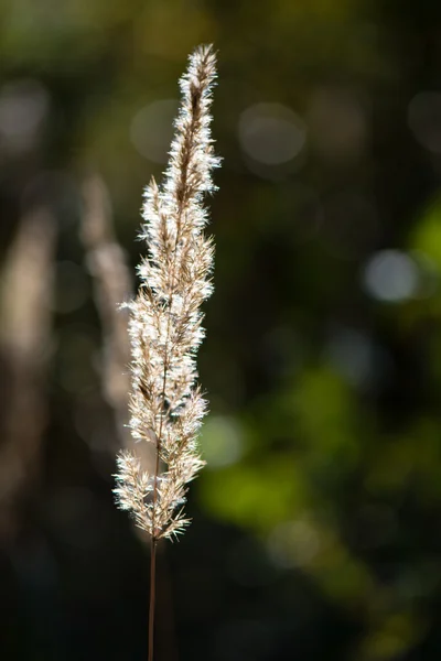 Сухая трава поздней осенью — стоковое фото