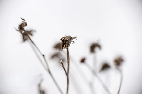 Droog gras in de winter — Stockfoto