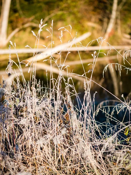 Droog gras in de late herfst — Stockfoto