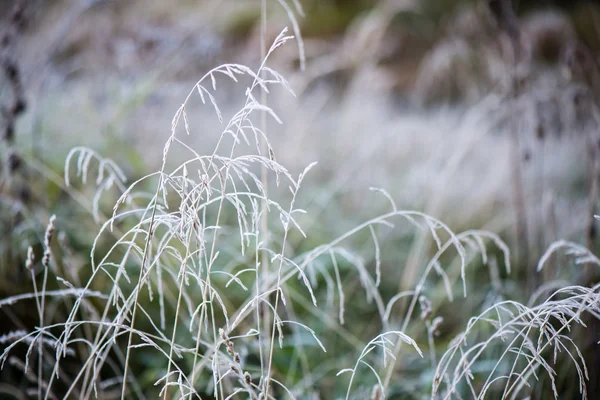 Erba ghiacciata in inverno — Foto Stock