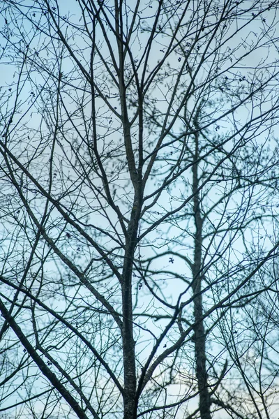 Ramas de árbol sobre fondo azul — Foto de Stock