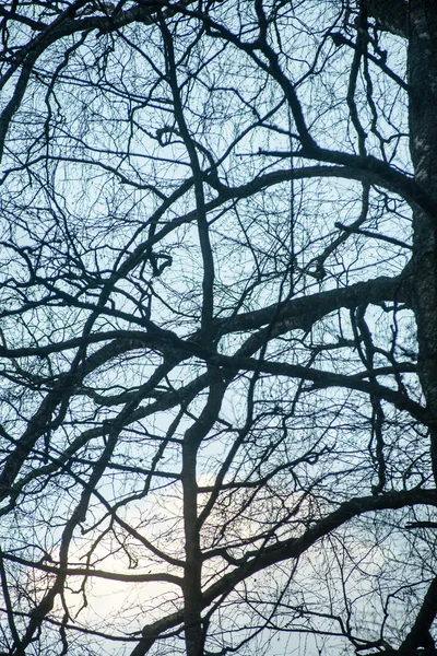 Gałęzie drzewa na niebieskim tle — Zdjęcie stockowe