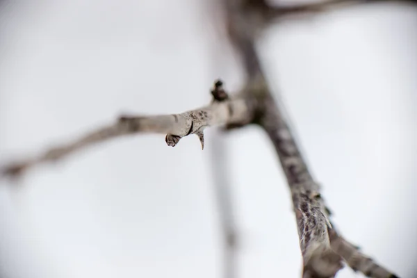 Dry grass in winter — Stock Photo, Image