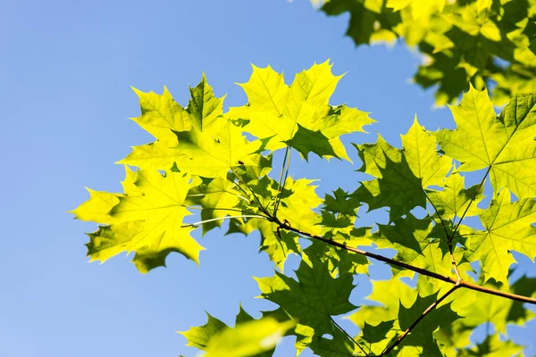 Πράσινα φύλλα στον γαλάζιο ουρανό — Φωτογραφία Αρχείου