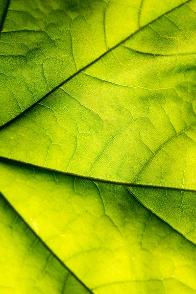 Green leaves on blue sky — Stock Photo, Image