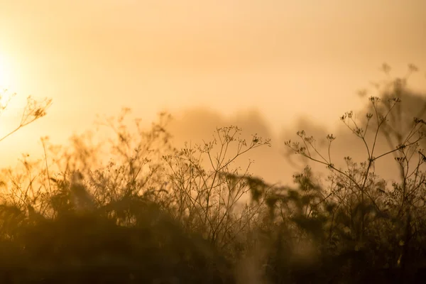 Belle ragnatele in autunno — Foto Stock