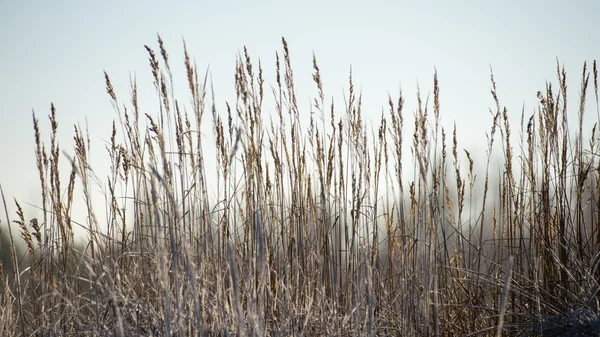 Droog gras in de winter — Stockfoto