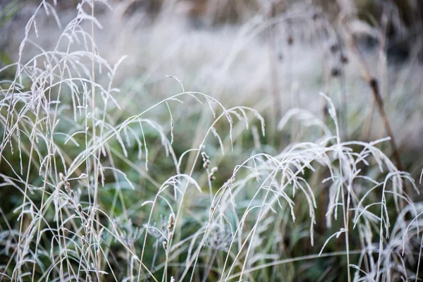 Frostigt gräs på vintern — Stockfoto