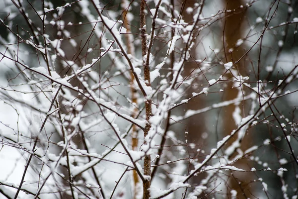 Herbe sèche en hiver — Photo