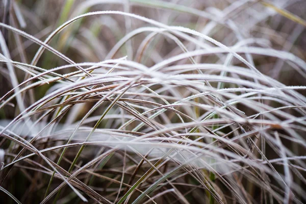 Erba ghiacciata in inverno — Foto Stock