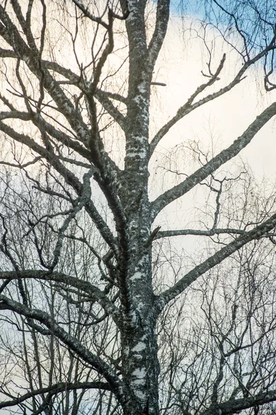 Větve stromu na modrém pozadí — Stock fotografie