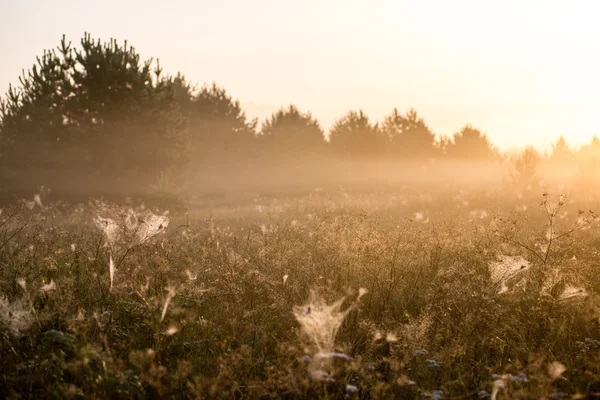 Mooie spinnenwebben in de herfst — Stockfoto