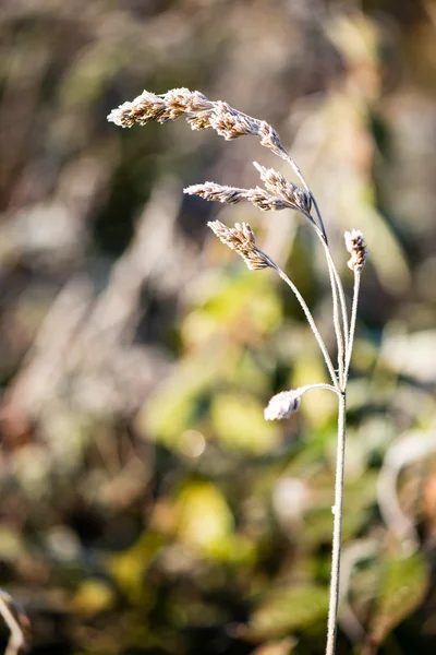 Droog gras in de late herfst — Stockfoto