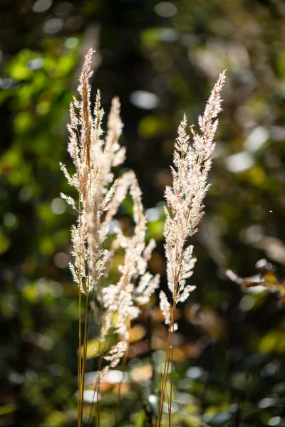 Hierba seca a finales de otoño — Foto de Stock