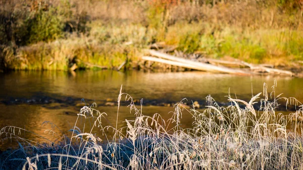 Erba ghiacciata in inverno — Foto Stock