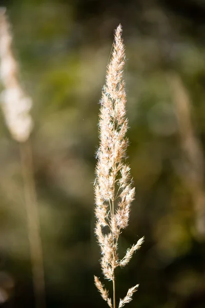 Droog gras in de late herfst — Stockfoto