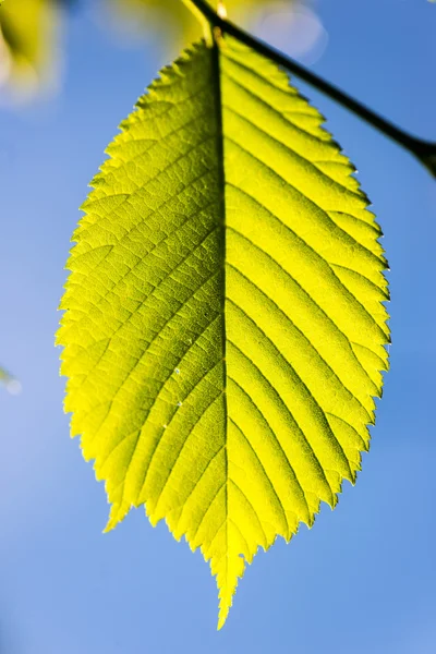 Groene bladeren op blauwe lucht — Stockfoto