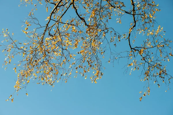 Galhos de árvore no fundo azul — Fotografia de Stock