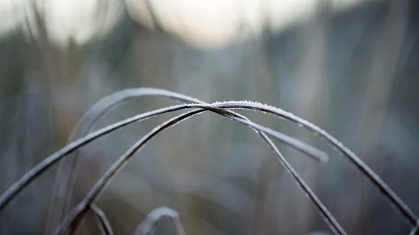 Erba ghiacciata in inverno — Foto Stock