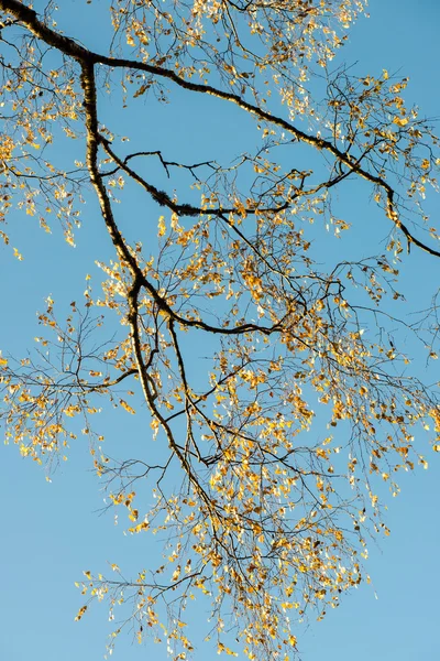 Galhos de árvore no fundo azul — Fotografia de Stock