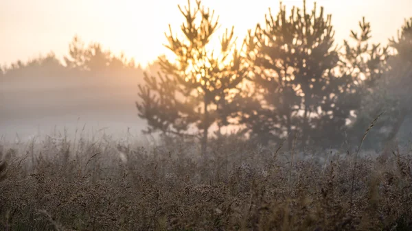 Takken tegen blauwe achtergrond — Stockfoto