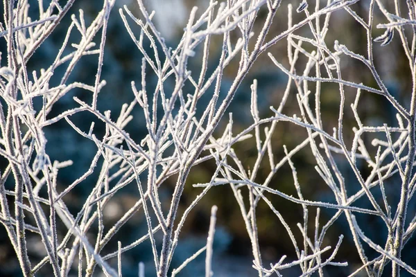 Frosty gras in de winter — Stockfoto