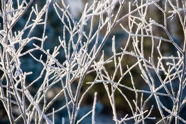 Grama gelada no inverno — Fotografia de Stock