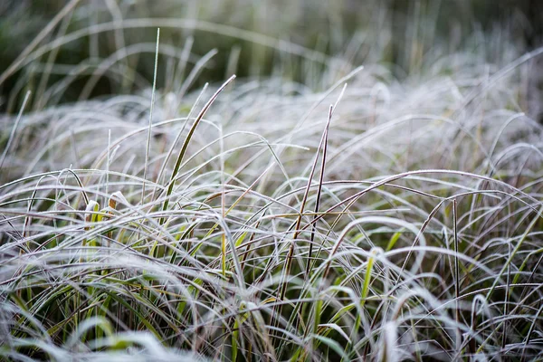 Frostiges Gras im Winter — Stockfoto