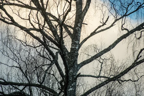 Ramas de árbol sobre fondo azul — Foto de Stock