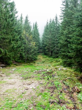 sonbaharın güzel ormandaki ağaçlar