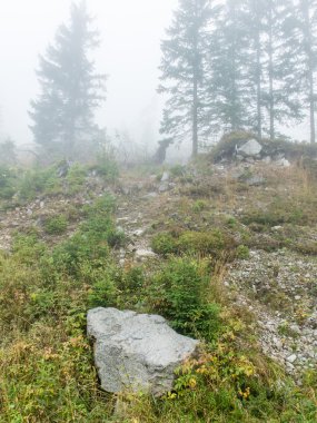 çam ağaçları bir çayır üzerinde iğne yapraklı ormanında Fogg'un aşağı
