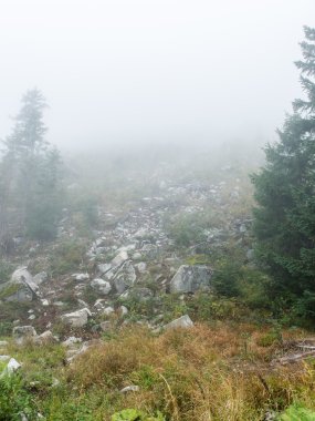 çam ağaçları bir çayır üzerinde iğne yapraklı ormanında Fogg'un aşağı