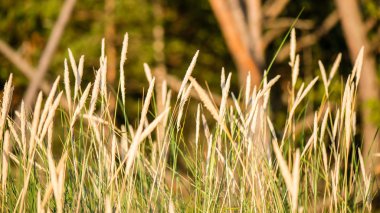 kırsal manzara. alan ve çim