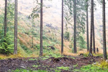 çam ağaçları bir çayır üzerinde iğne yapraklı ormanında Fogg'un aşağı