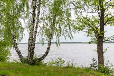 sonbaharın güzel ormandaki ağaçlar