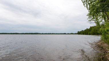 yaz göl kenarında orman.