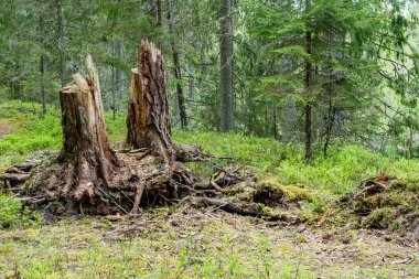 sonbaharın güzel ormandaki ağaçlar