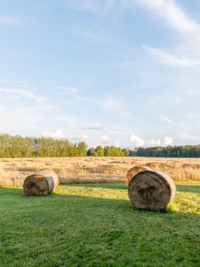 güneşli bir günde yeşil otlar çayırlar ve alanları peyzaj