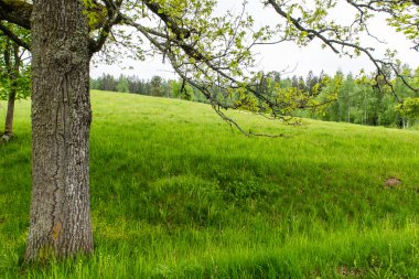 sonbaharın güzel ormandaki ağaçlar