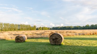 güneşli bir günde yeşil otlar çayırlar ve alanları peyzaj