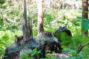 Sisli sabah ormanında ışık ışınları
