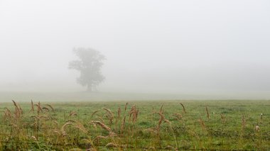 güneşli bir günde yeşil otlar çayırlar ve alanları peyzaj