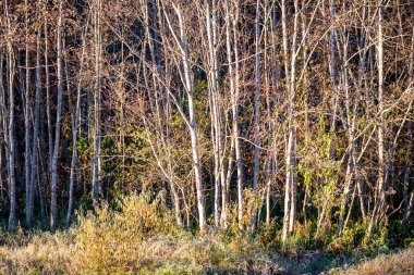 çam ağaçları bir çayır üzerinde iğne yapraklı ormanında Fogg'un aşağı