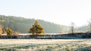 Sisli sabah ormanında ışık ışınları