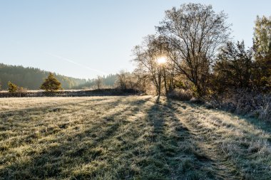 Sisli sabah ormanında ışık ışınları