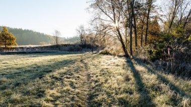 Sisli sabah ormanında ışık ışınları