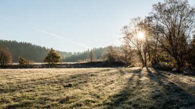 Sisli sabah ormanında ışık ışınları