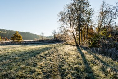 Sisli sabah ormanında ışık ışınları